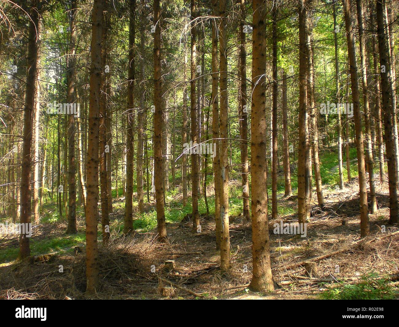 Scenario della foresta con tronchi di alberi nella luce solare Foto Stock