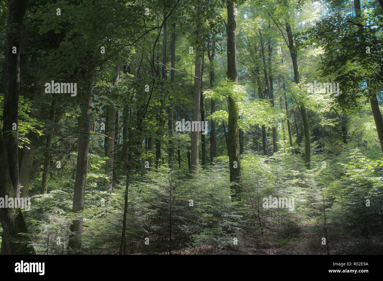 Estate scenario della foresta con alti alberi in fiore e bella luce solare Foto Stock