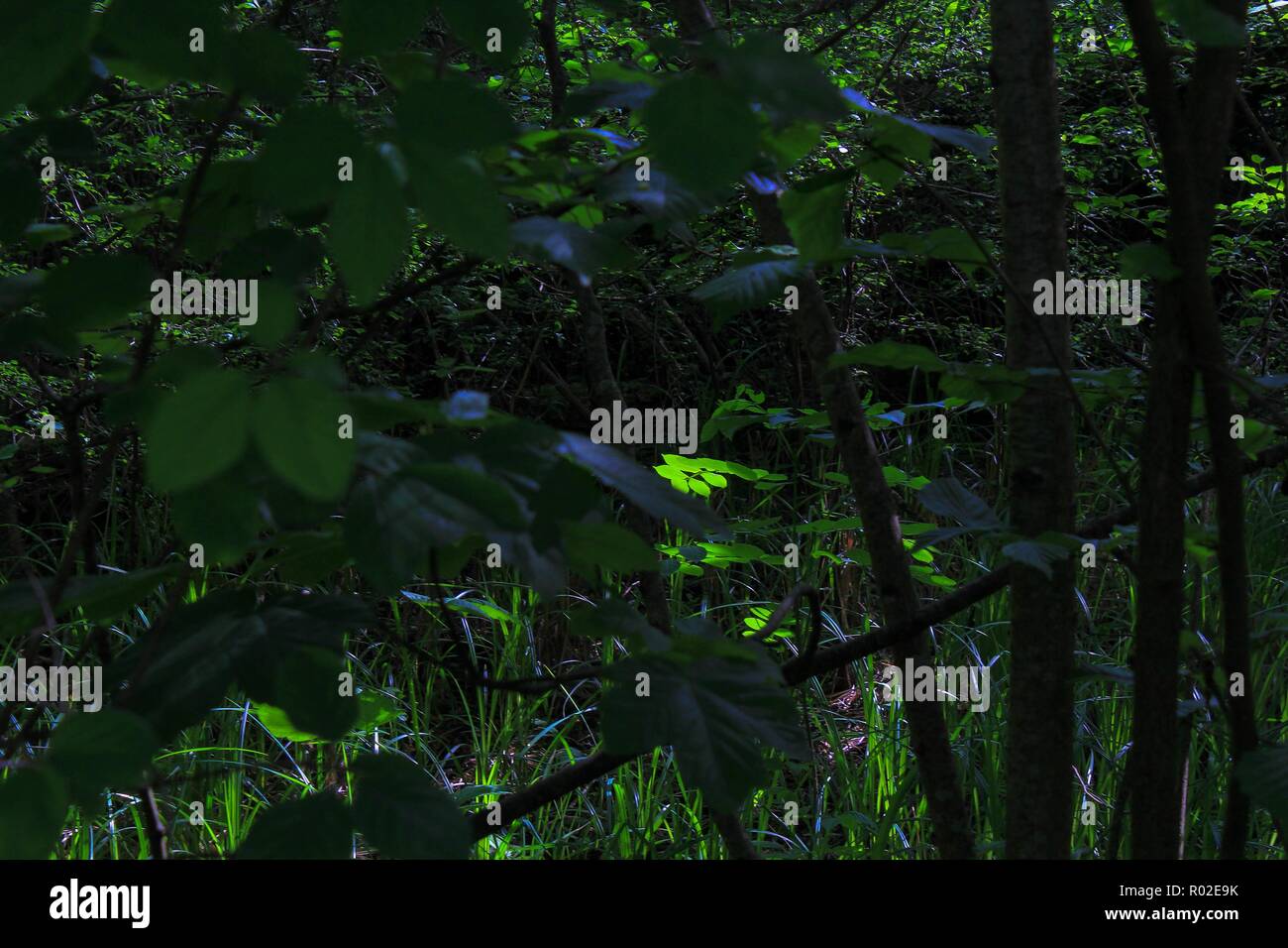 Vista di alberi e foglie nella foresta atmosferica luce Foto Stock