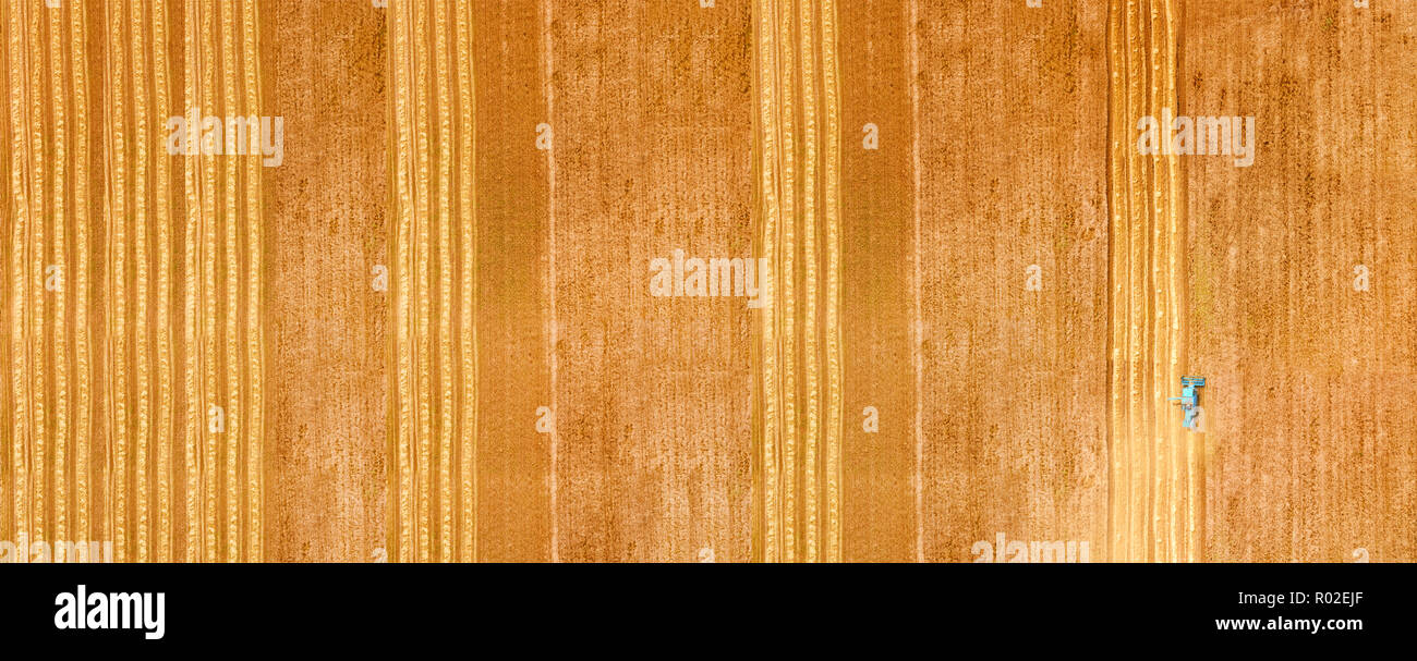 Mature campo di grano vista aerea Foto Stock
