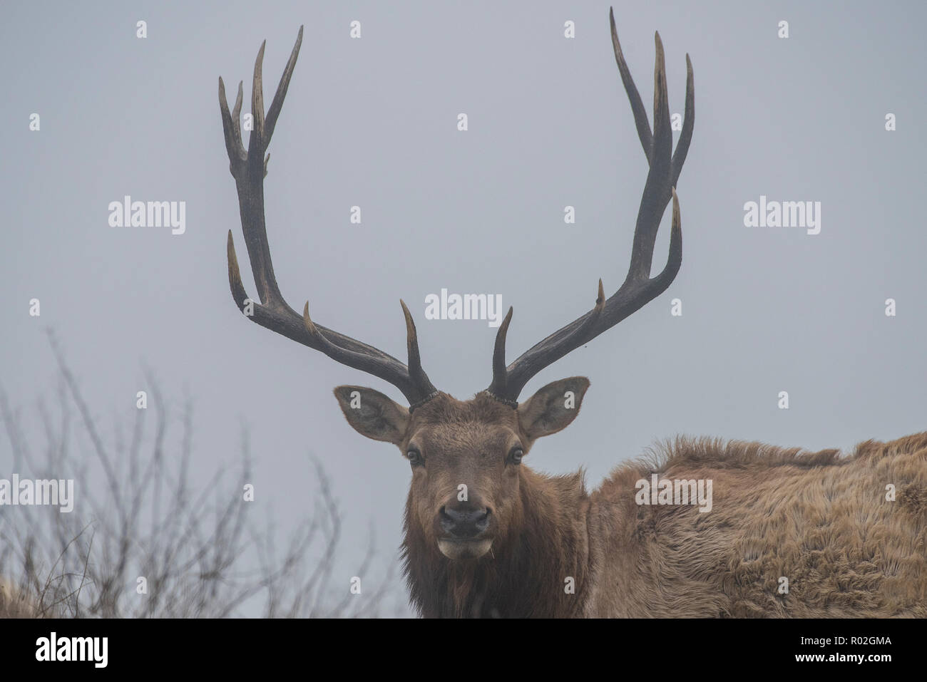 Un grande maschio tule elk (Cervus canadensis nannodes) guardando la telecamera e mostrare la sua impressionante rack di corna. Foto Stock