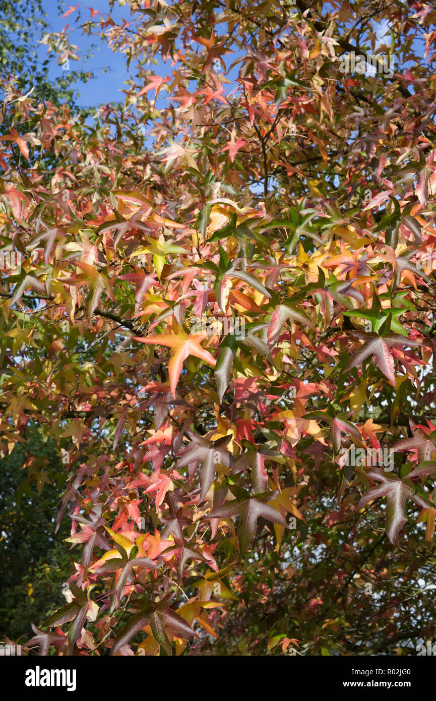 Liquidambar styraciflua 'Variegata' le foglie in autunno Foto Stock