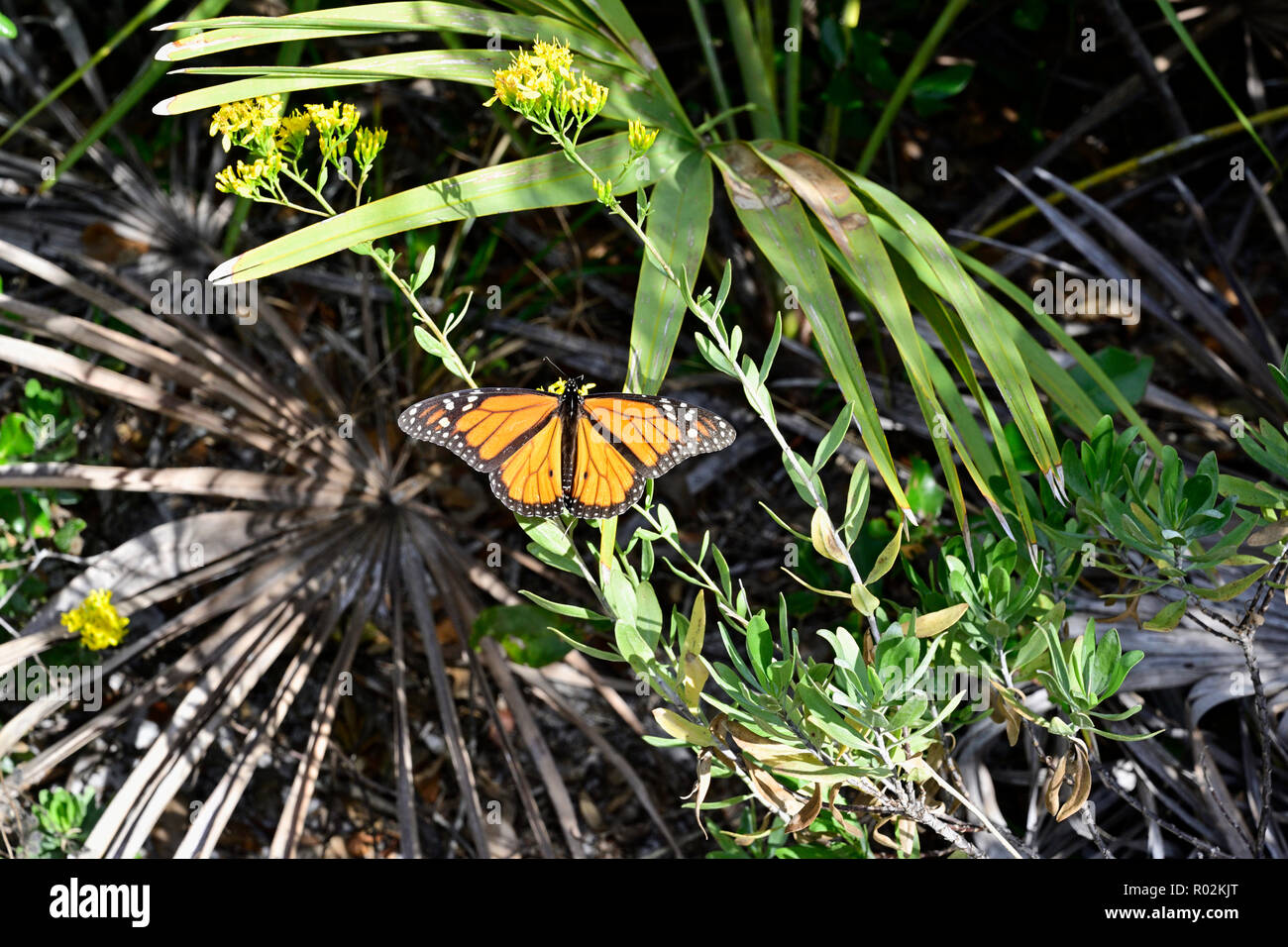 Farfalla monarca (Danaus plexippus) in appoggio su di un fiore di oro nelle zone costiere di macchia nella Panhandle della Florida, Stati Uniti d'America. Foto Stock