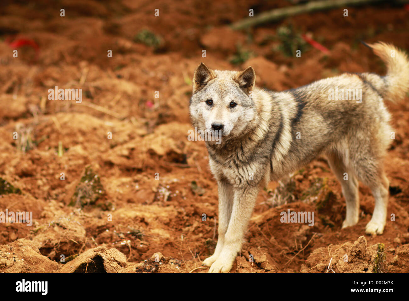 Un cane a fissare la telecamera in un frutteto Foto Stock
