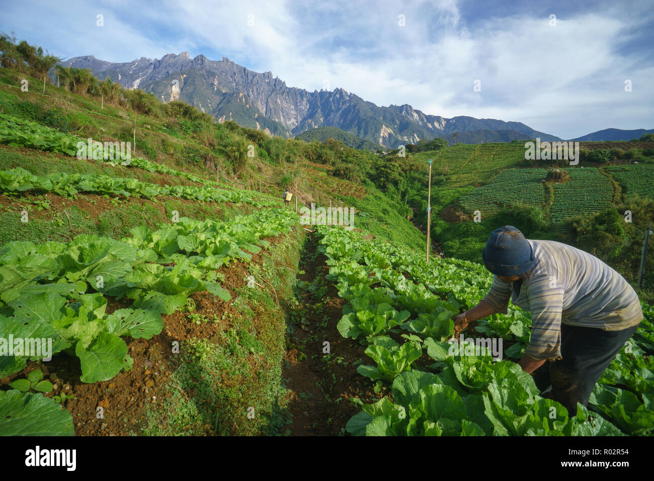 Kundasang Sabah Malaysia - Jan 27, 2017 : Non identificato farm indonesiano lavoratore lavorando sul grafico di vegetali a Kundasang Sabah. Foto Stock