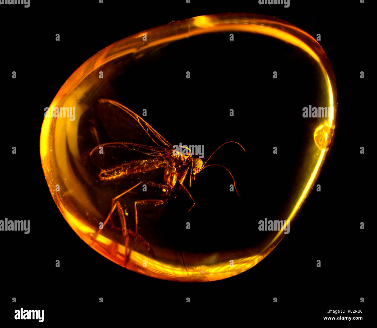 Fly preistorica in ambra baltica Foto Stock