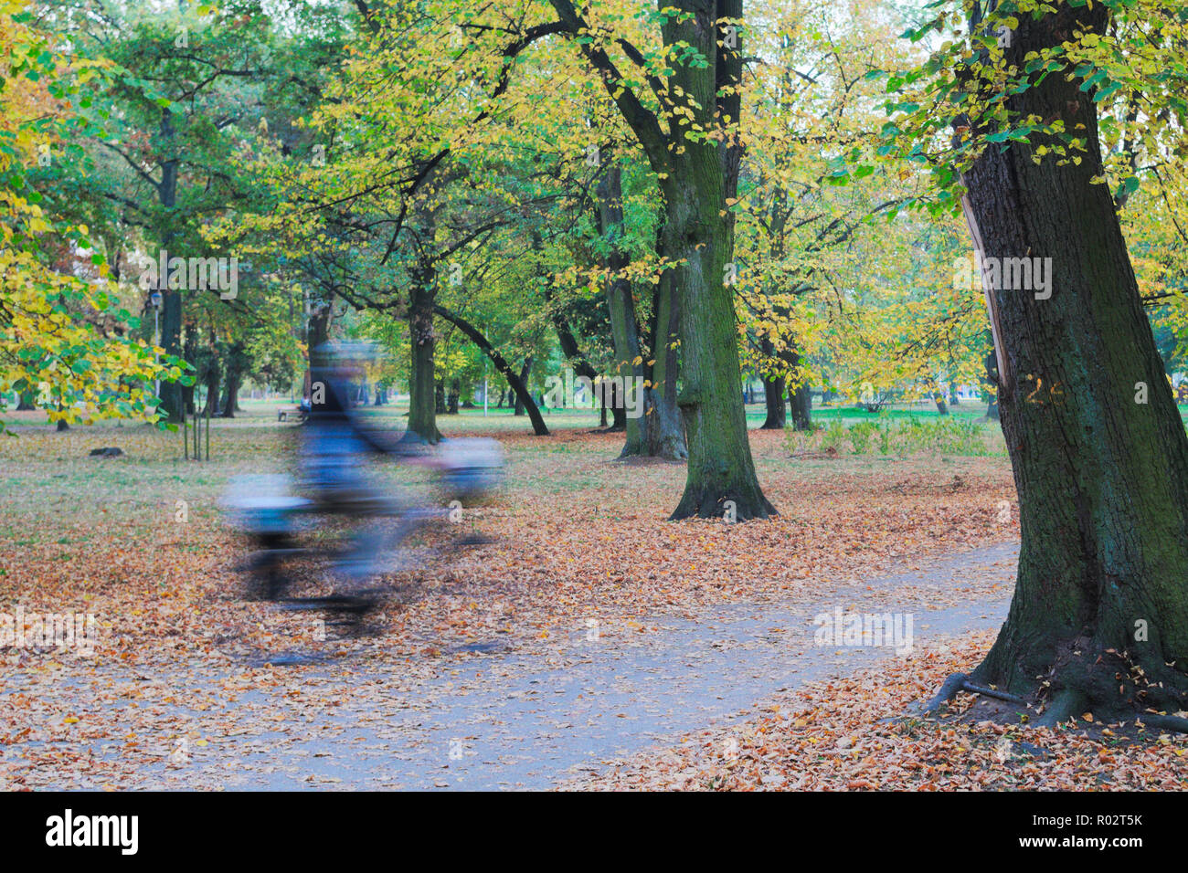 Ciclista lunga esposizione girato nel Parco, serata d'autunno. Foto Stock