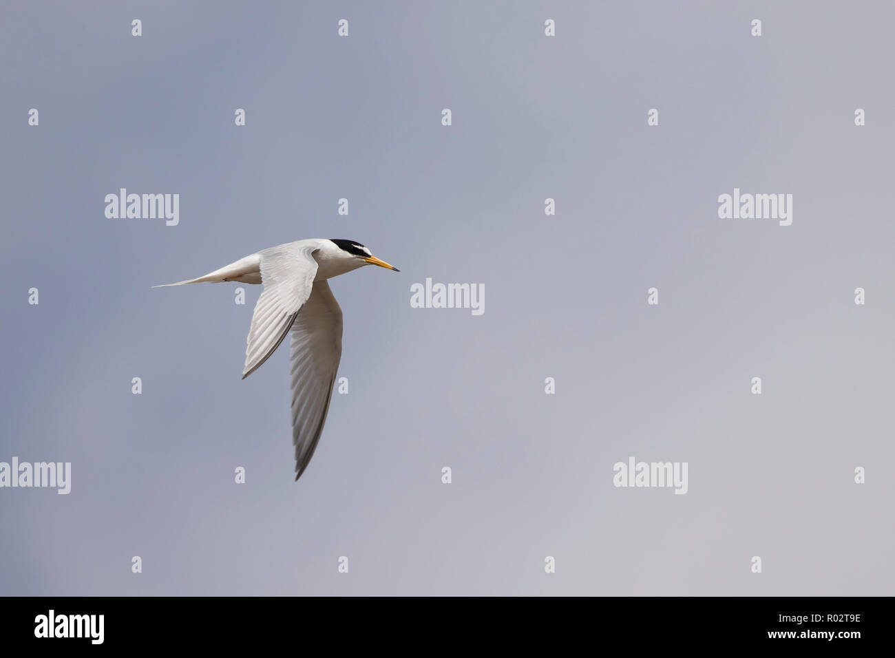 Un fraticello (Sternula albifrons) in volo sopra la colonia di allevamento a Gronant, il Galles del Nord. Foto Stock