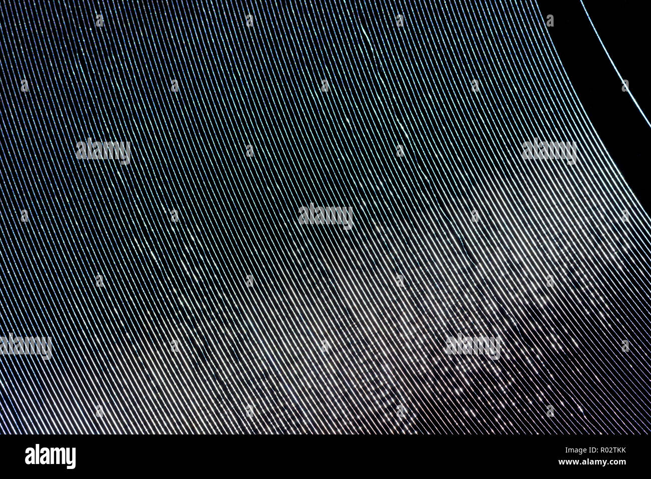 Vecchio retrò 12' grammofono 78 giri record come vinile nero dal materiale fragile gomma lacca fonografo a disco o registra ciò che va in giro arriva intorno Foto Stock