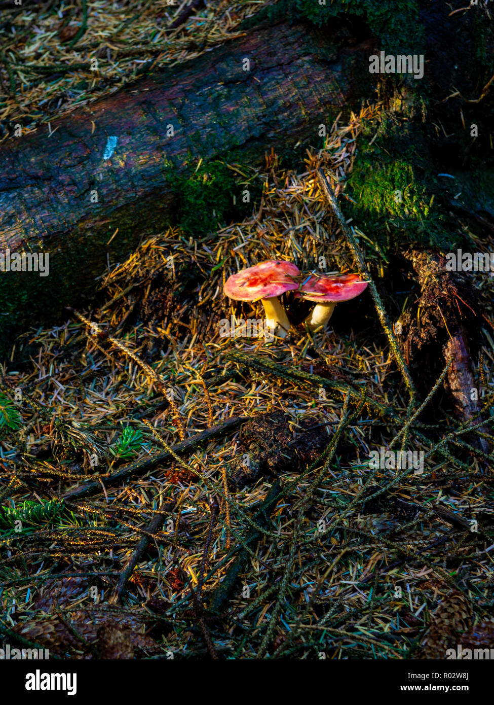 Il suolo della foresta Foto Stock
