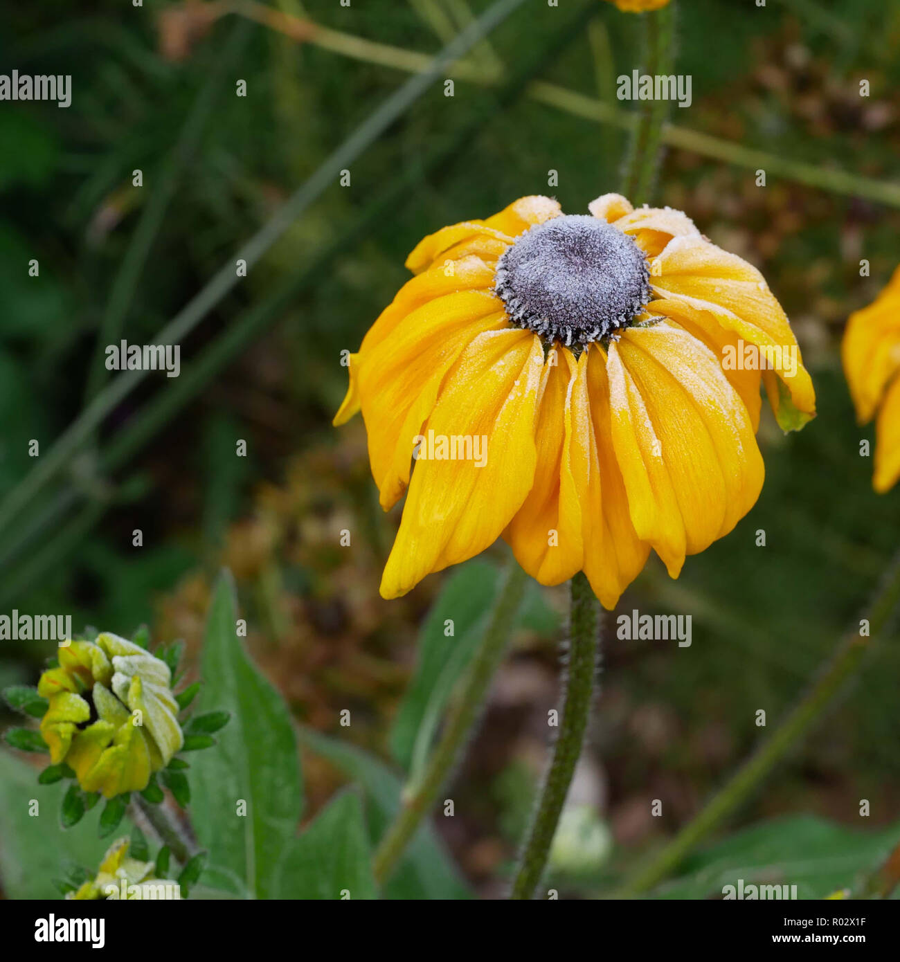 Primo gelo su Rudbeckia hirta, Estate Indiana Foto Stock