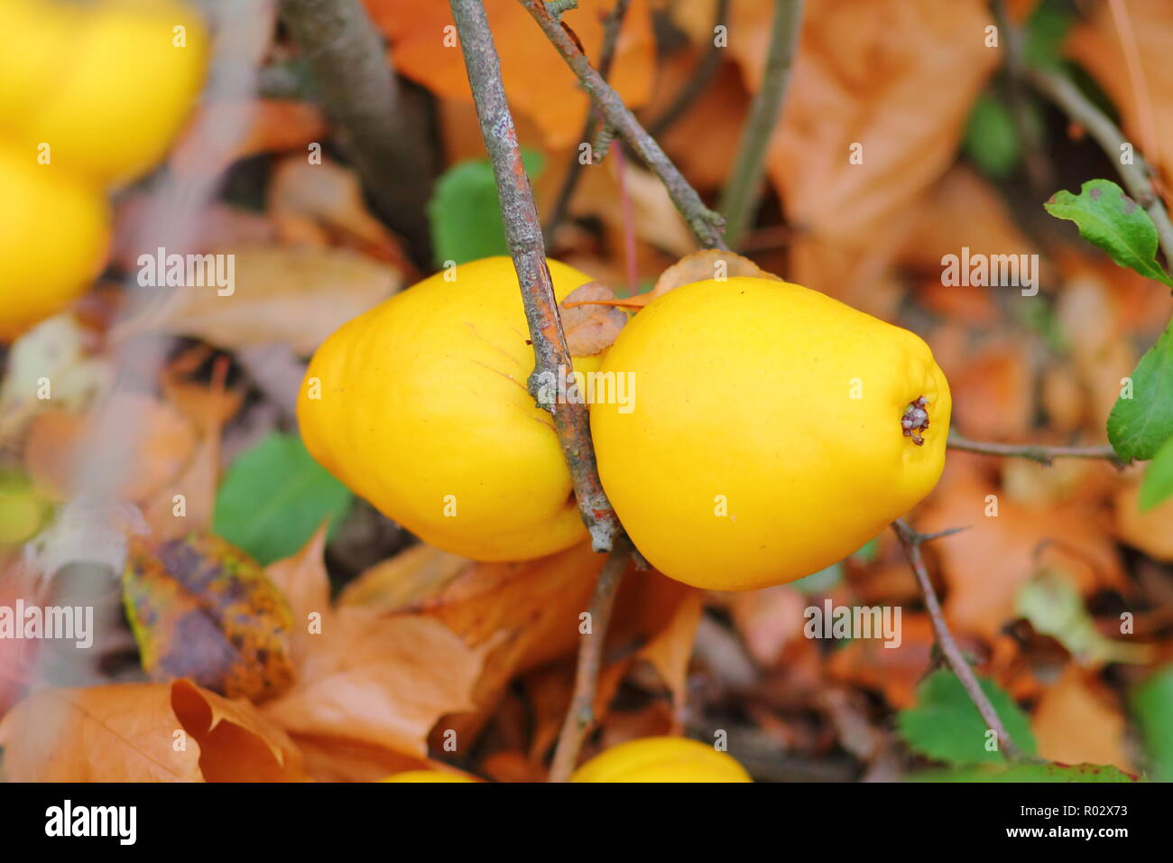 Giallo, frutti maturi di cotogna giapponese (Chaenomeles ibridi). Foto Stock