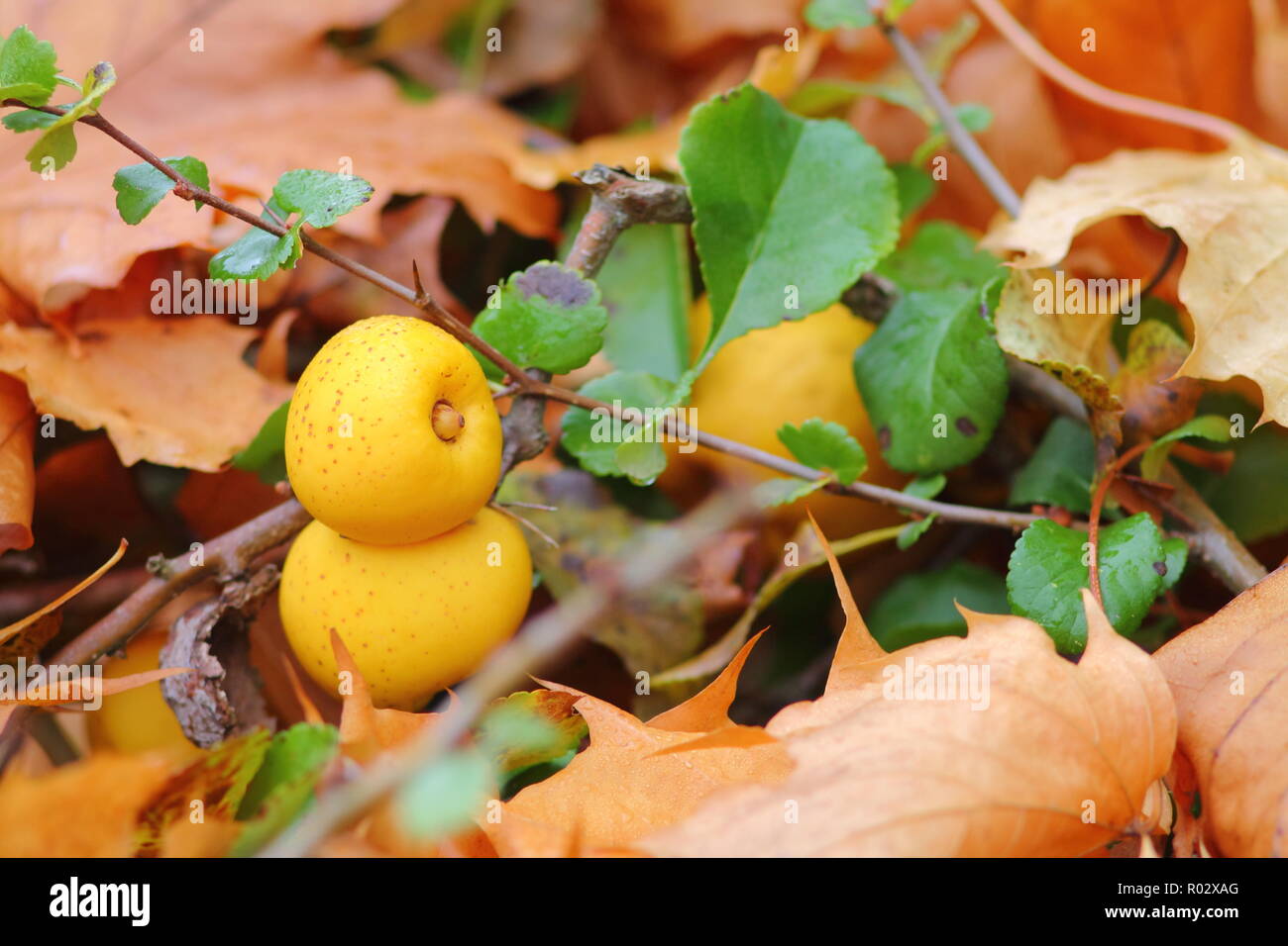 Maturi frutti gialli della fioritura o giapponese mela cotogna. Marrone e verde folage intorno a. Foto Stock