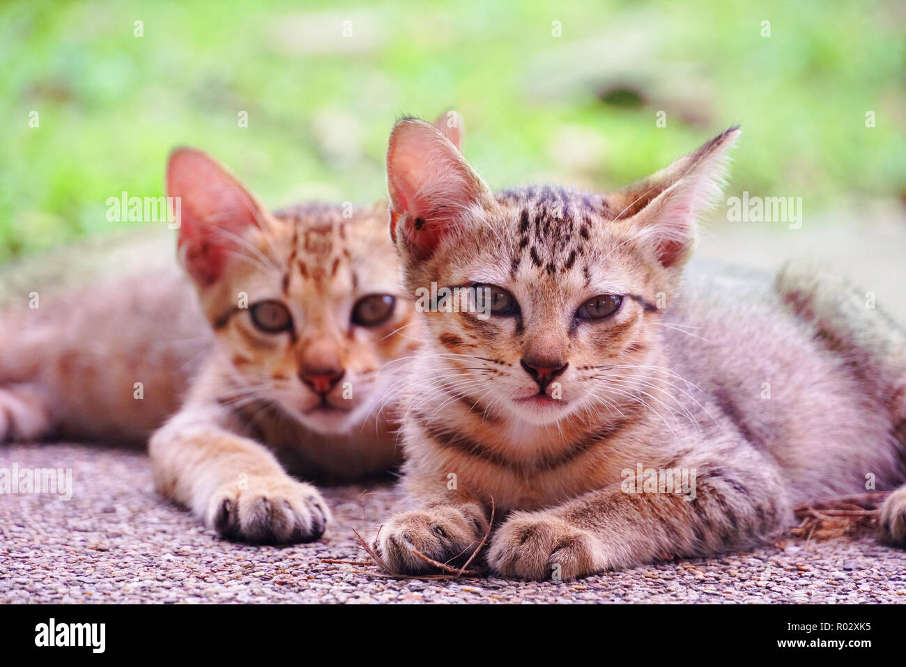 Ritratto di due simpatici gattini sedersi sul terreno Foto Stock