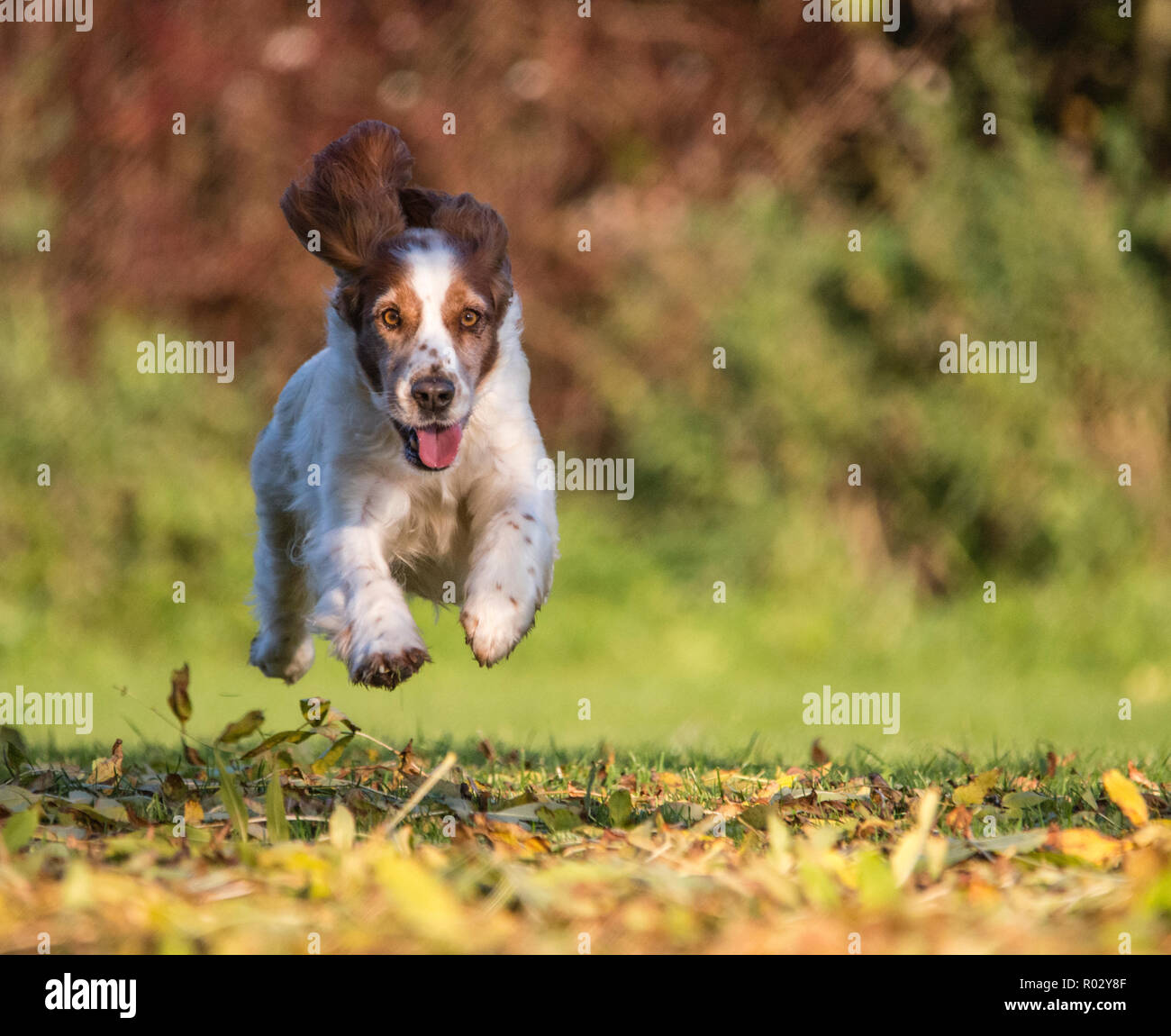 Welsh Springer Spaniel Foto Stock