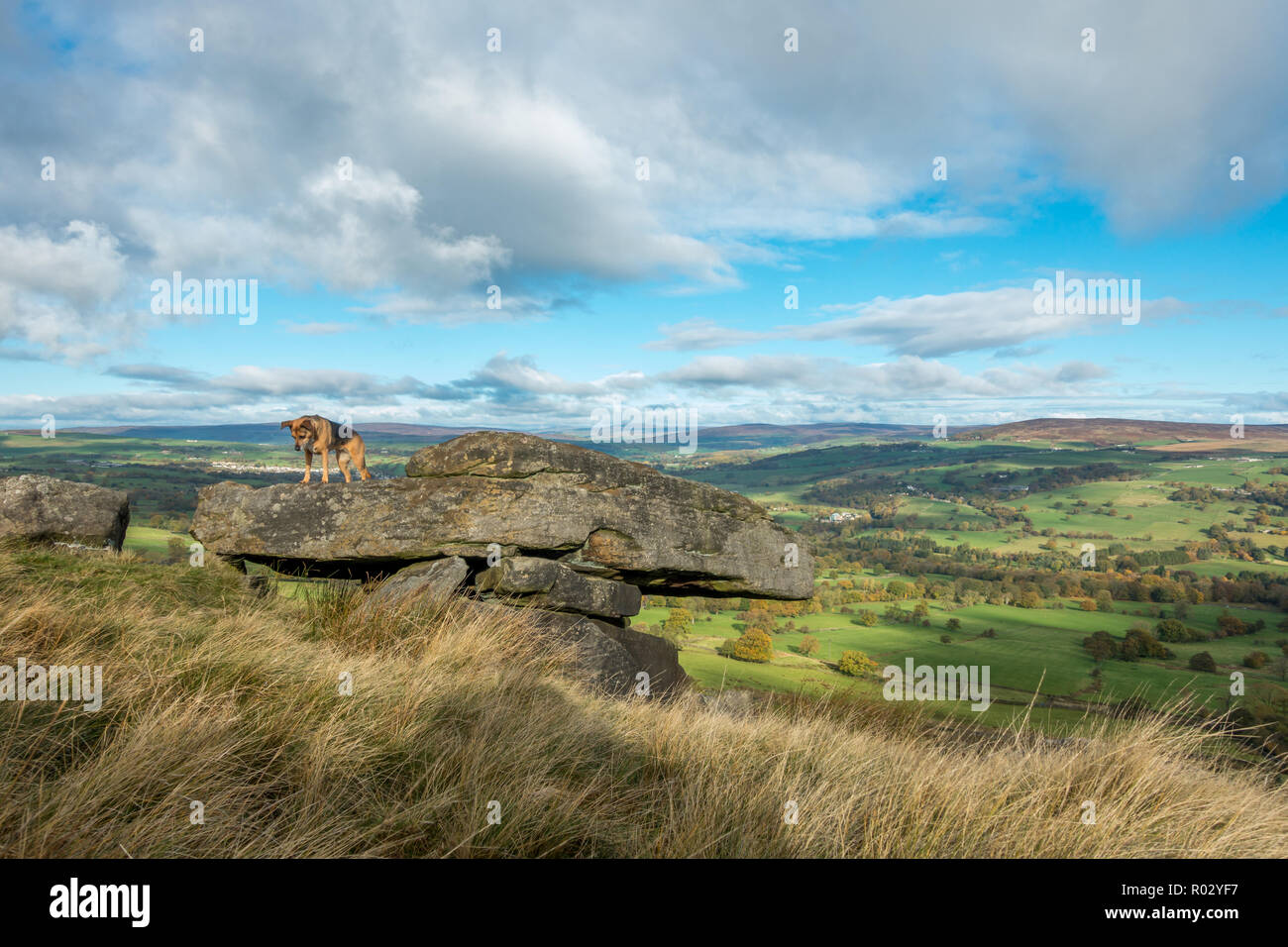 Cane guardando in giù su un bordo - paura delle altezze? Ilkley Moor, West Yorkshire, Regno Unito Foto Stock