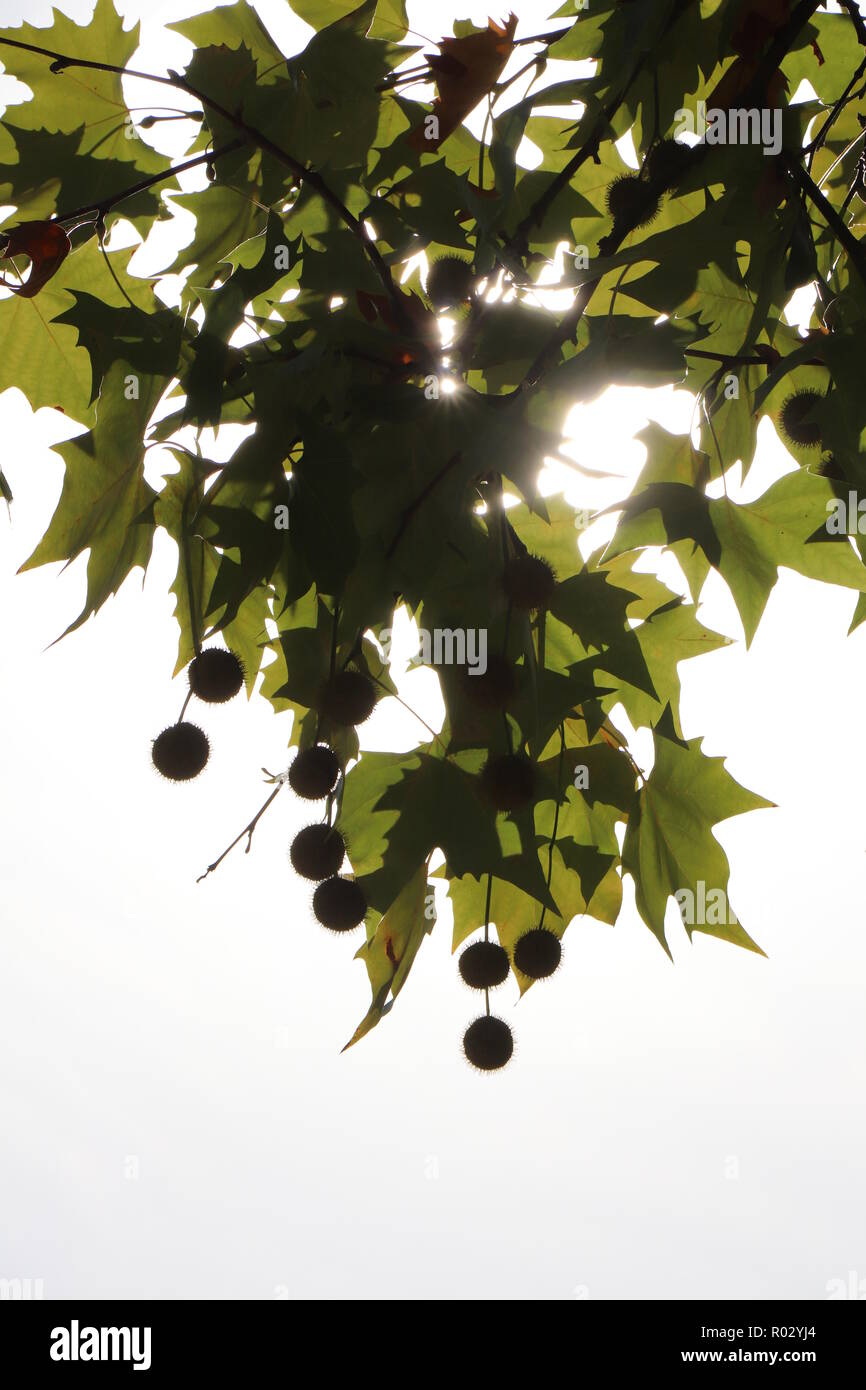 Le sfere di platano e foglie su un ramo sulla soleggiata giornata autunnale in Germania. Immagine contro la luce del sole. Messa a fuoco selezionata. Foto Stock