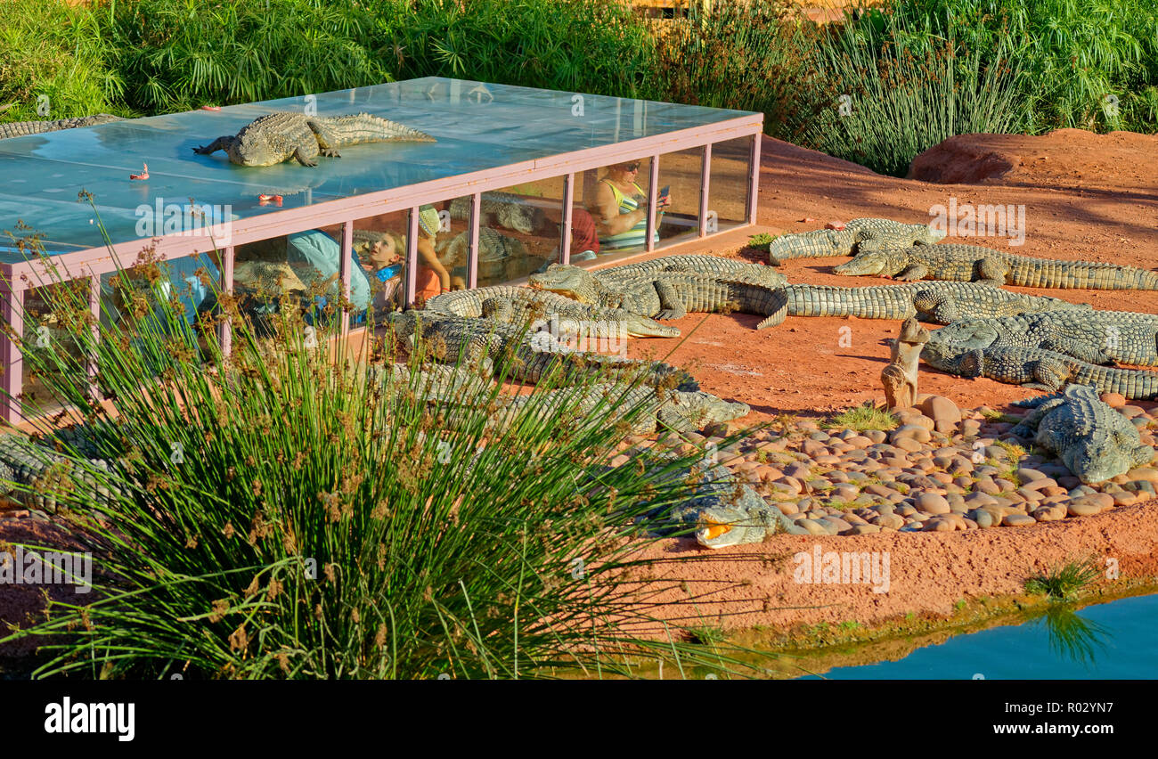 Contenitori di coccodrillo al Croco Park con la visualizzazione pubblica gabbia, Agadir, Souss-Massa provincia meridionale del Marocco, Africa occidentale. Foto Stock