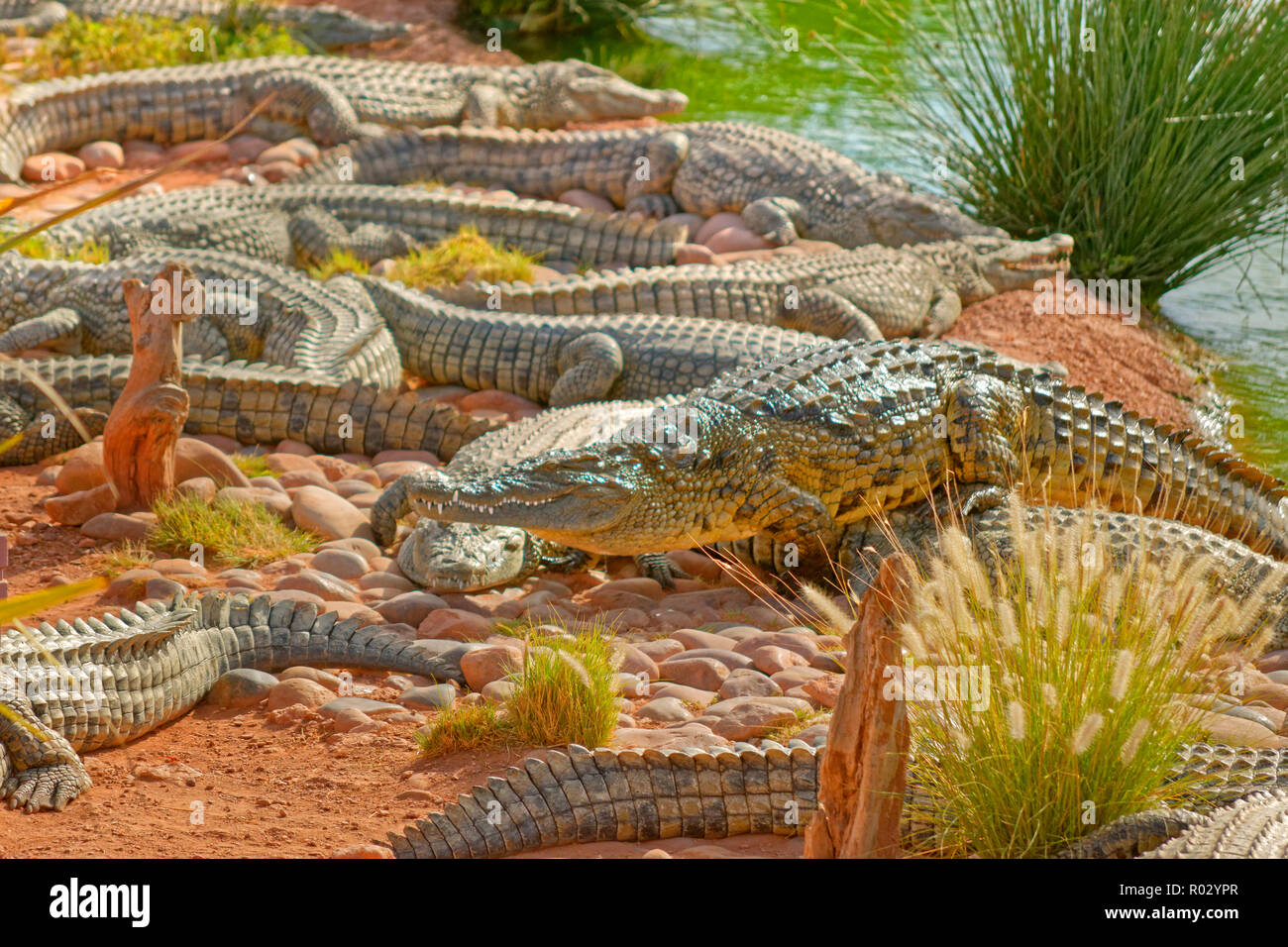 Coccodrilli del Nilo a Croco Parc, Agadir, Souss-Massa Provincia, Marocco. Foto Stock