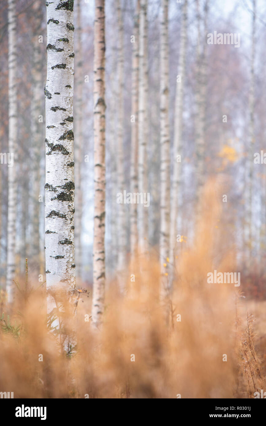 La Betulla (Betula pendula) tronchi di alberi nella foresta di autunno. Foto Stock