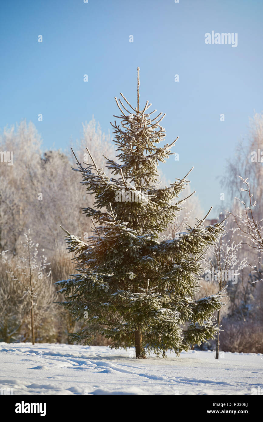 Un abete nel parco sulla giornata di sole in background. Pino coperte di neve Foto Stock