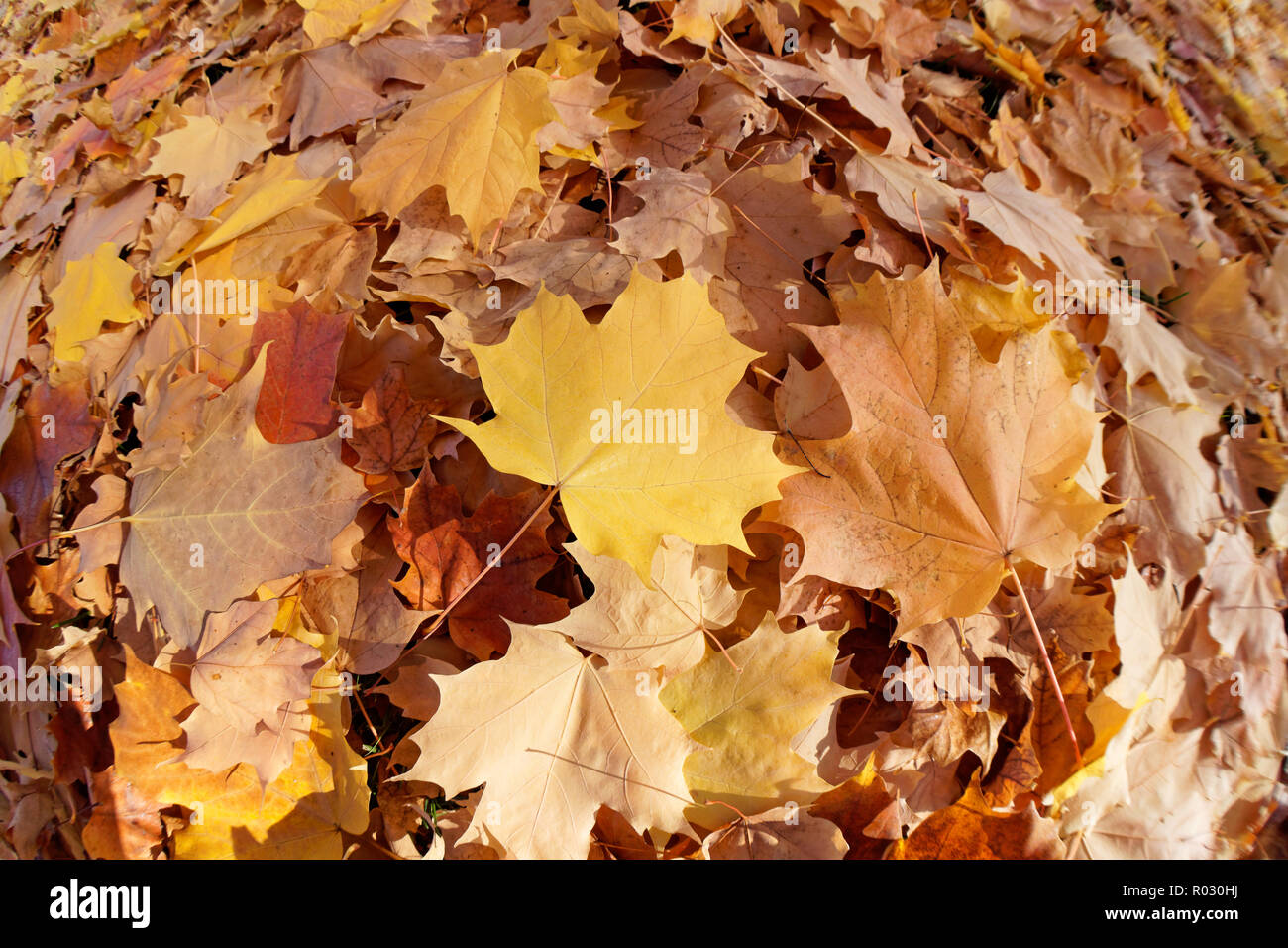 Primo piano di Fallen giallo, marrone, e arancio foglie di acero Bigleaf in un modello di turbolenza a terra, Vancouver, BC, Canada Foto Stock