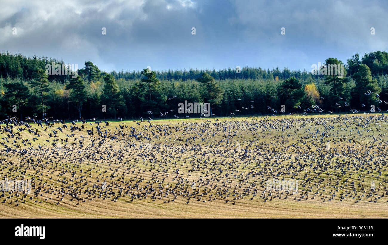 Migliaia di specie migratorie di rosa-footed oche arrivare ad oltre l'inverno in South Lanarkshire, Scozia Foto Stock