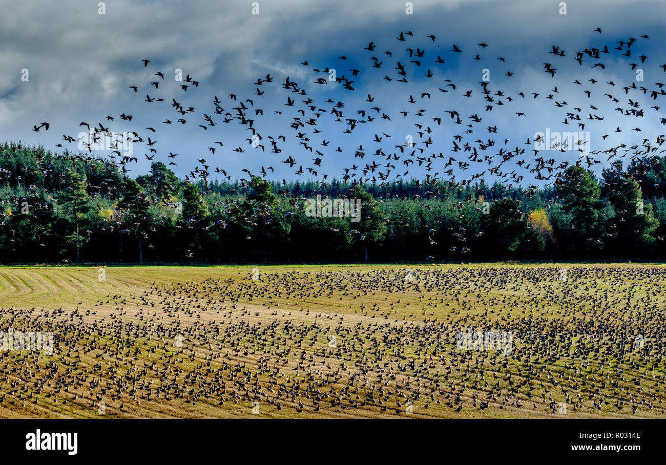 Migliaia di specie migratorie di rosa-footed oche arrivare ad oltre l'inverno in South Lanarkshire, Scozia Foto Stock