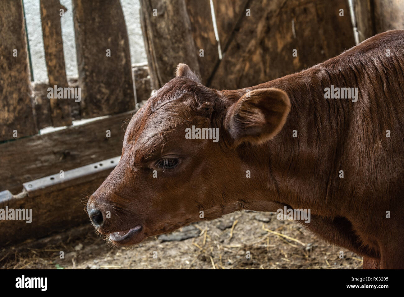 Carino vacca vitello piedi in stallo presso agriturismo campagna Foto Stock