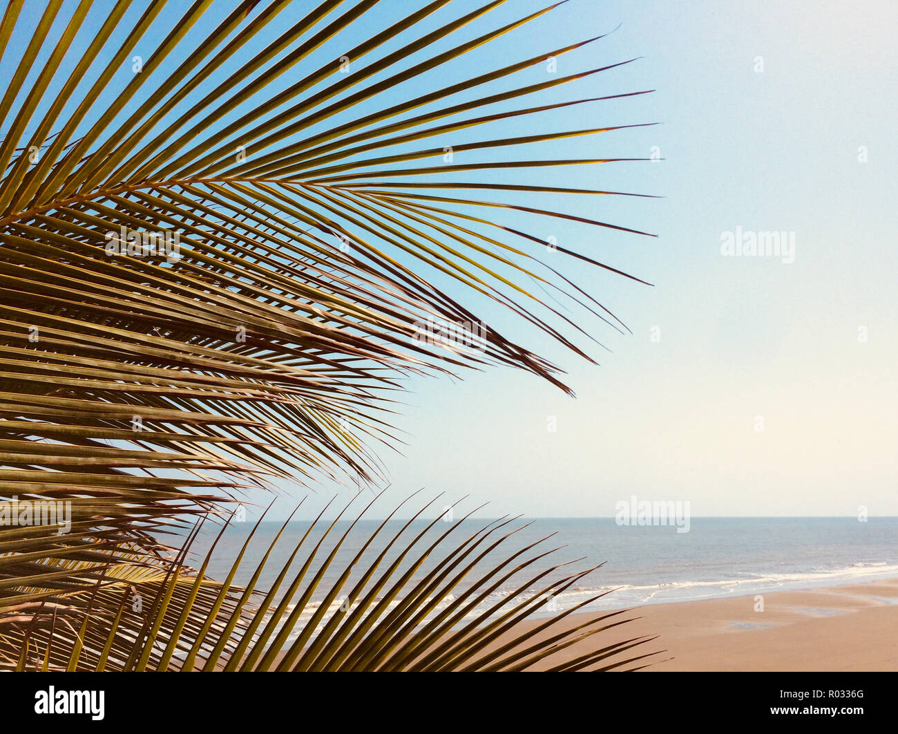 Palm tree foglie,spiaggia e Sfondo oceano Foto Stock