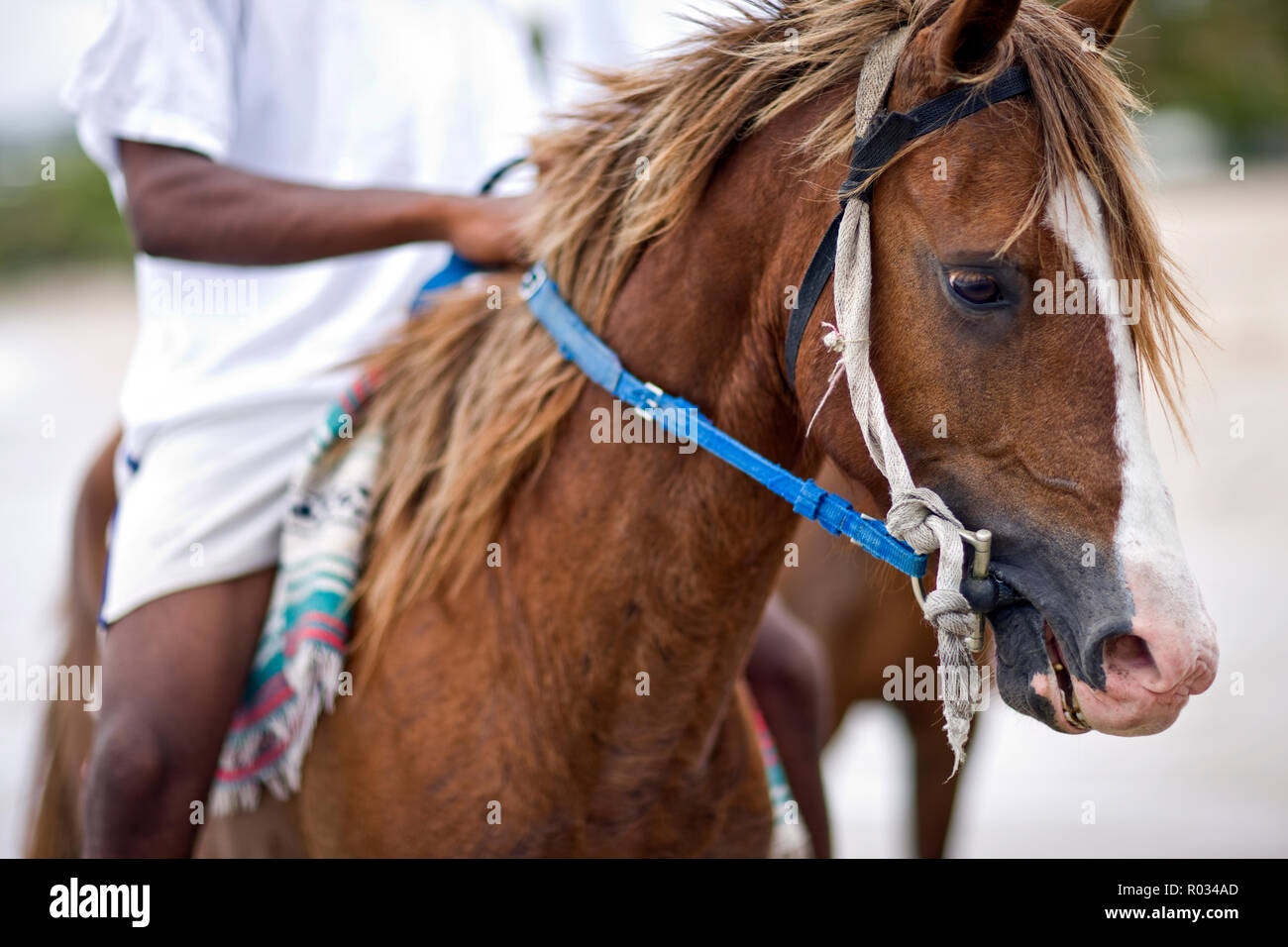 Ritratto di un cavallo marrone che indossa una briglia. Foto Stock