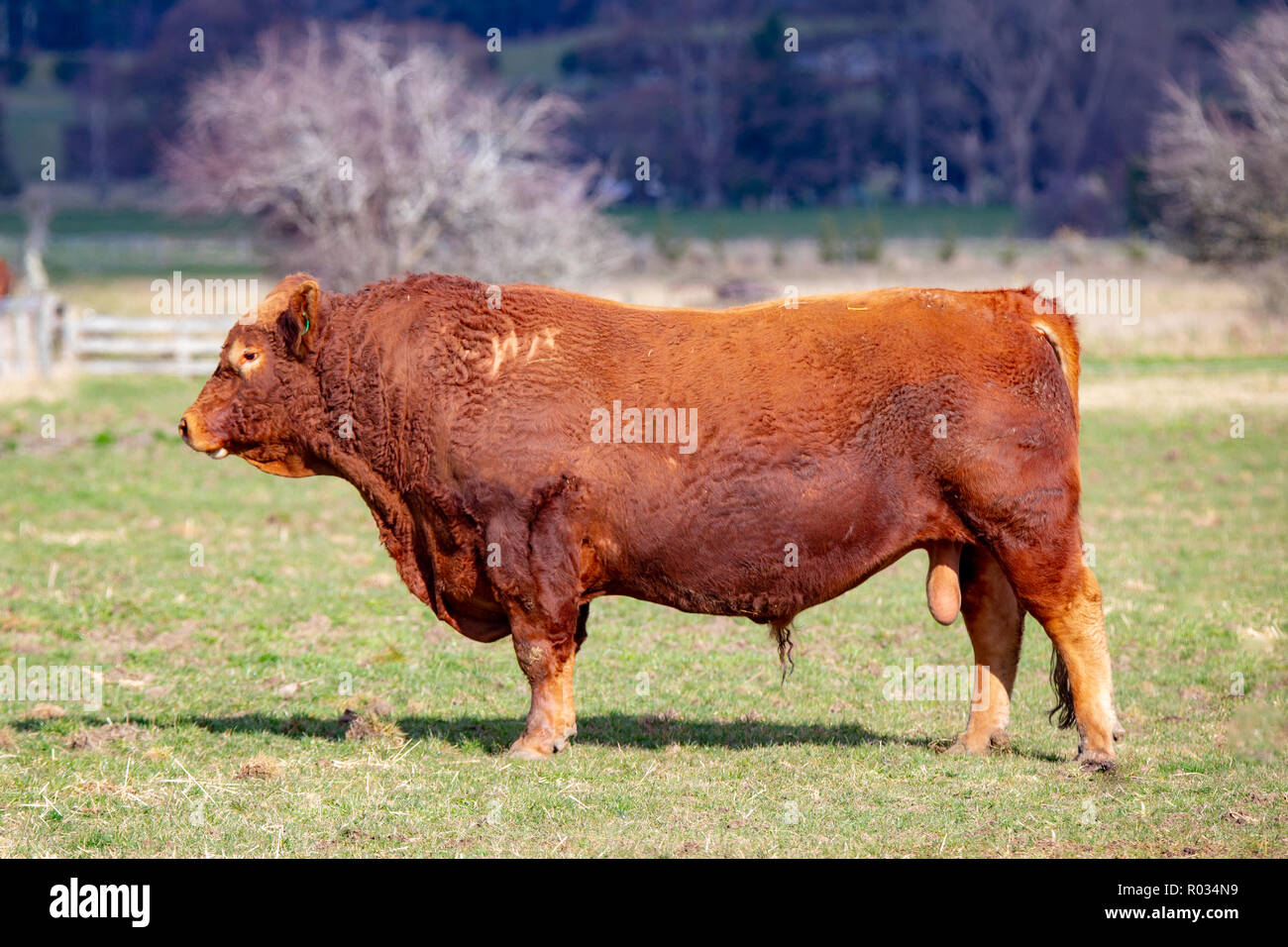 Un enorme red bull devon sorge in un paddock in una fattoria a Canterbury, Nuova Zelanda Foto Stock