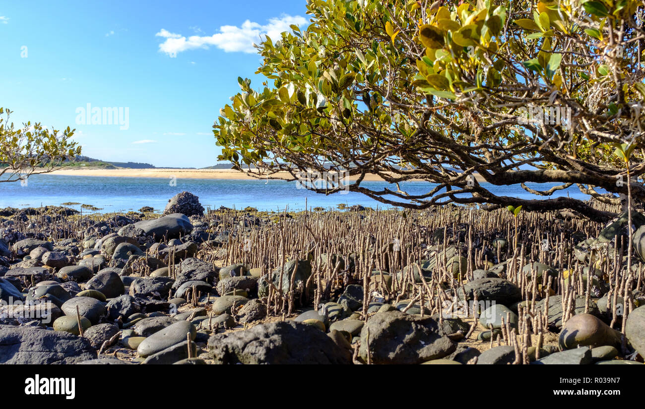 Grigio australiano di mangrovie (Avicennia marina) tree, sulla spiaggia rocciosa, mangrovie forniscono naturale protezione dello Tsunami e cattura di carbonio, Australia, NSW Foto Stock