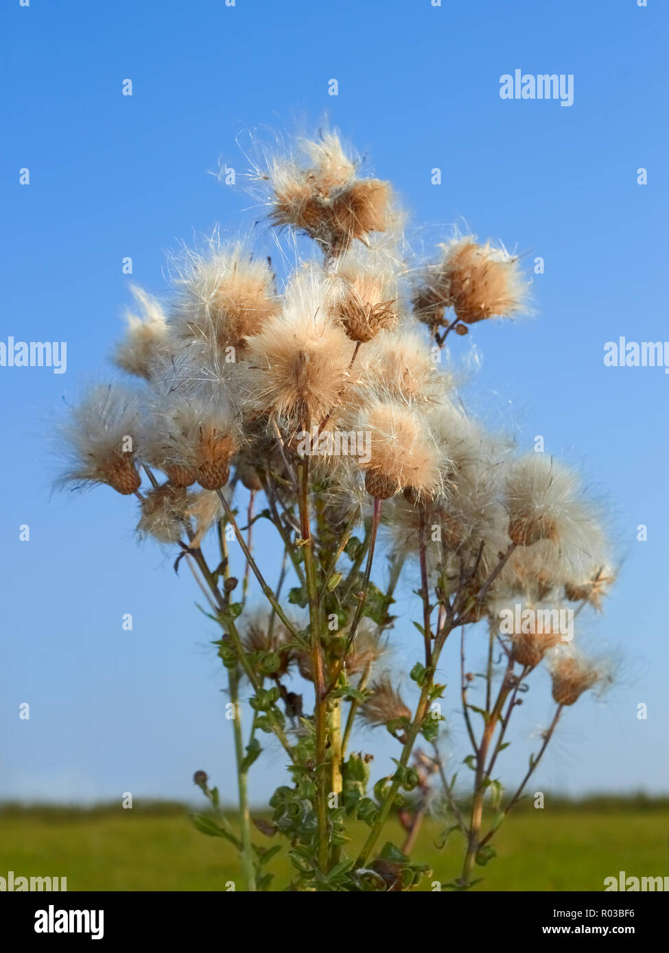 Thistle pianta con un sacco di semi maturi sullo sfondo del campo e il cielo Foto Stock