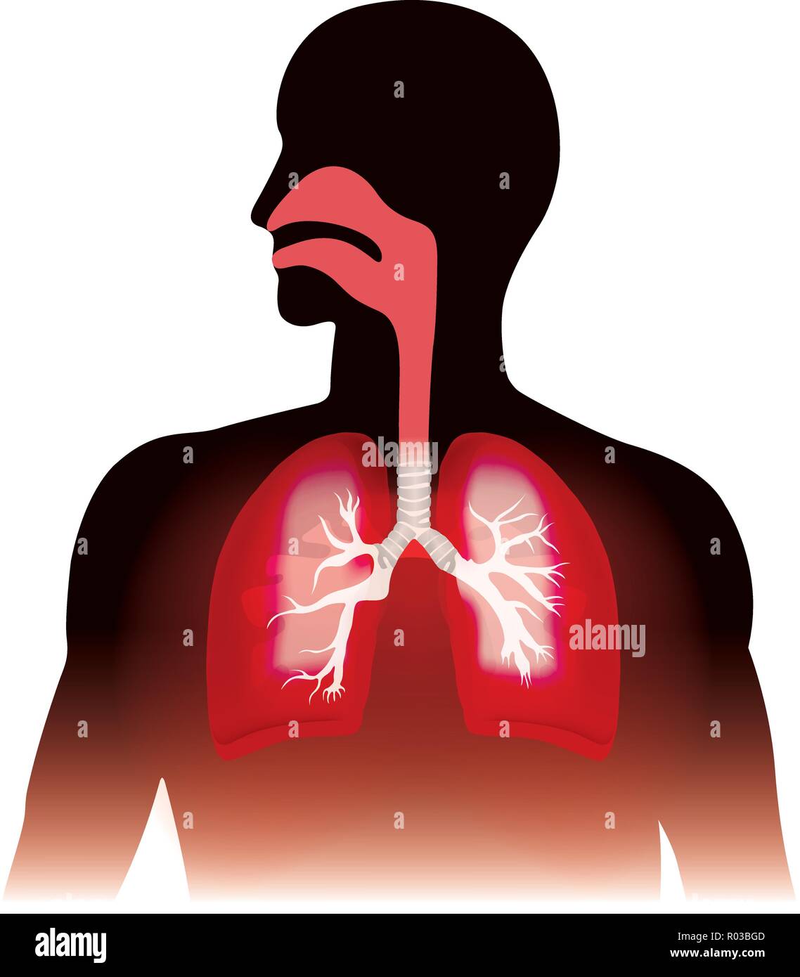 I polmoni e la respirazione umana. Anatomia grafica, illustrazione. Illustrazione Vettoriale