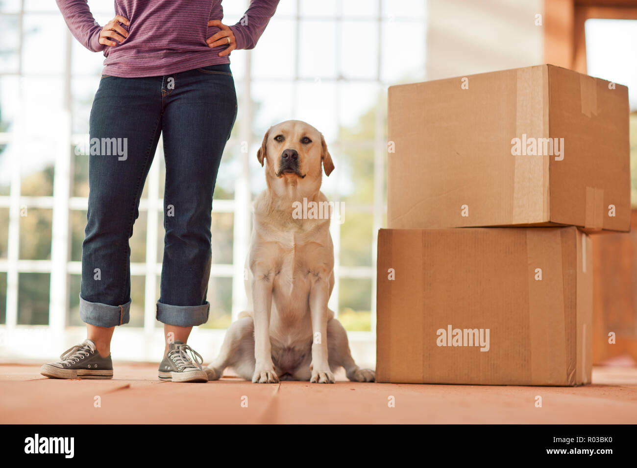 Metà donna adulta in piedi accanto a un Labrador Cani e scatole. Foto Stock