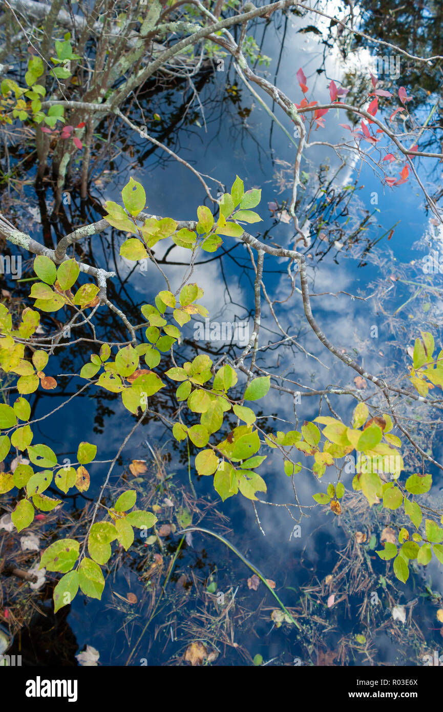 Ramoscelli di un highbush mirtillo su zone umide d'acqua dolce. Riflette il cielo blu e nuvole. Massa di Audubon Broadmoor Wildlife Sanctuary, Natick, MA, Stati Uniti d'America Foto Stock