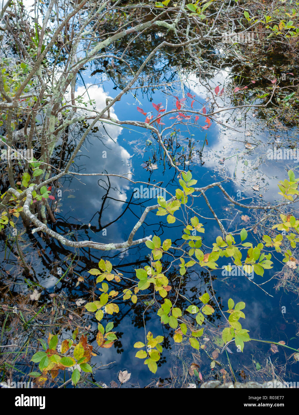 Ramoscelli di un highbush mirtillo su zone umide d'acqua dolce. Riflette il cielo blu e nuvole. Massa di Audubon Broadmoor Wildlife Sanctuary, Natick, MA, Stati Uniti d'America Foto Stock