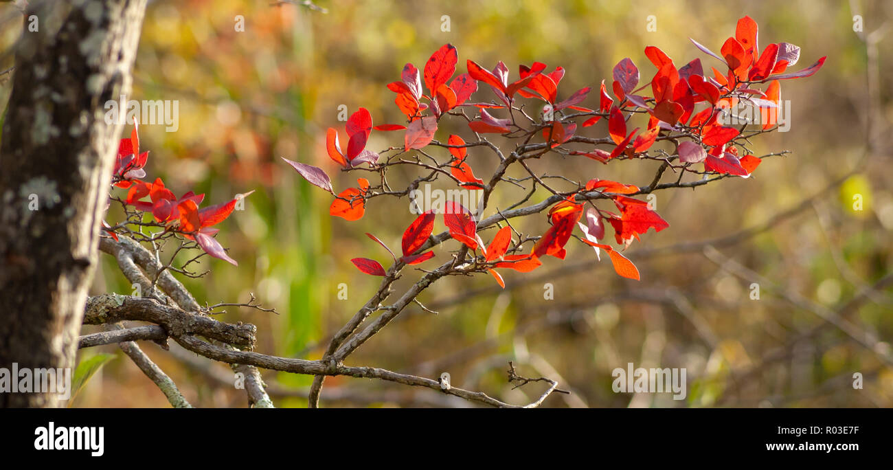 Ramoscelli di una Northern highbush mirtillo, rosso con foglie di autunno. Massa di Audubon Broadmoor Wildlife Sanctuary, Natick, Massachusetts, STATI UNITI D'AMERICA Foto Stock