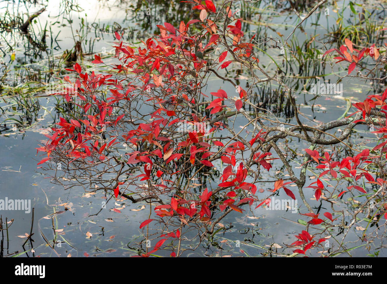 Ramoscelli di una Northern highbush mirtillo, rosso con foglie di autunno. Massa di Audubon Broadmoor Wildlife Sanctuary, Natick, Massachusetts, STATI UNITI D'AMERICA Foto Stock
