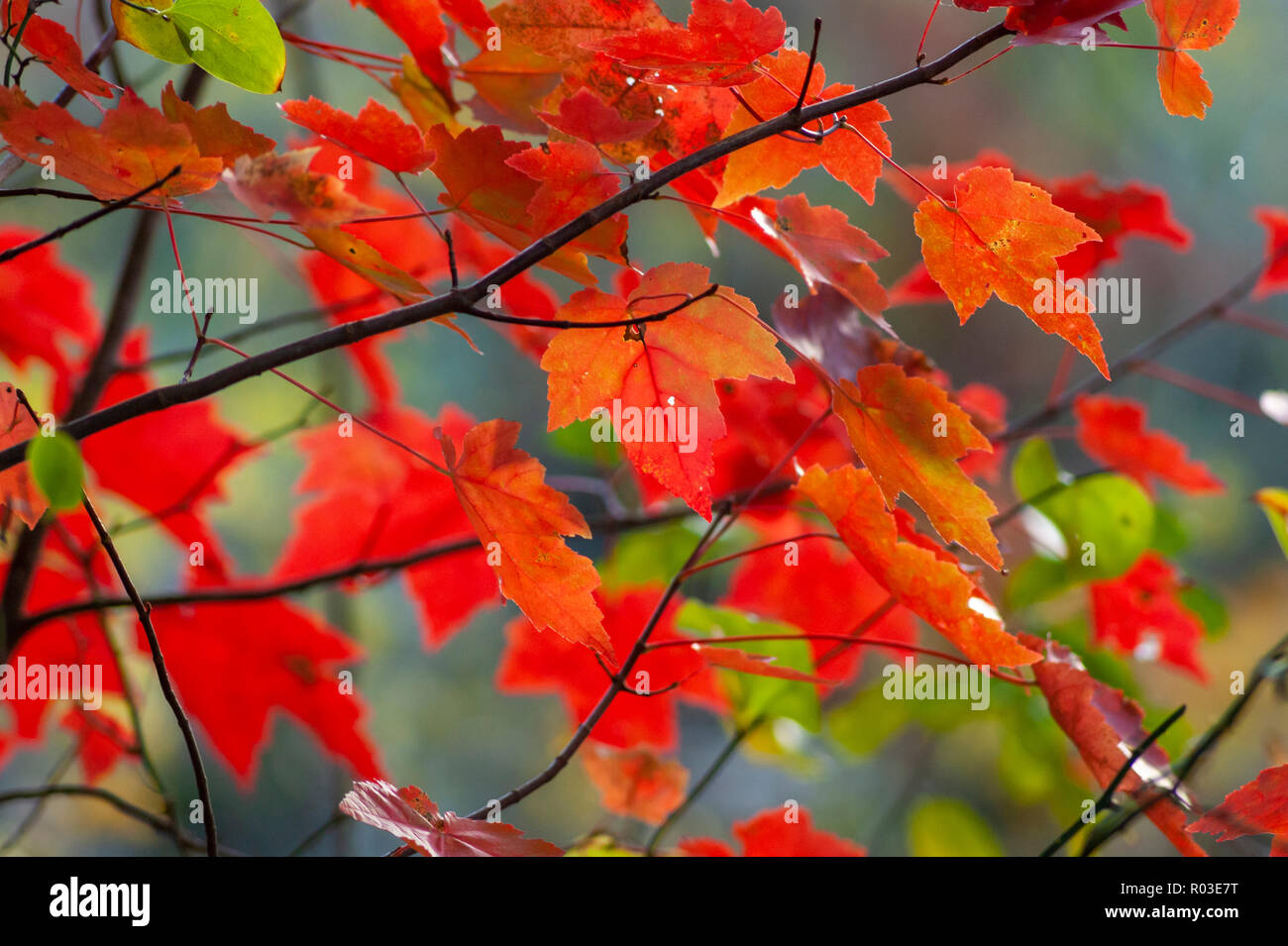 Autunno in New England - rosso acero lascia cambiare colore. Massa di Audubon Broadmoor Wildlife Sanctuary, Natick, Massachusetts, STATI UNITI D'AMERICA Foto Stock