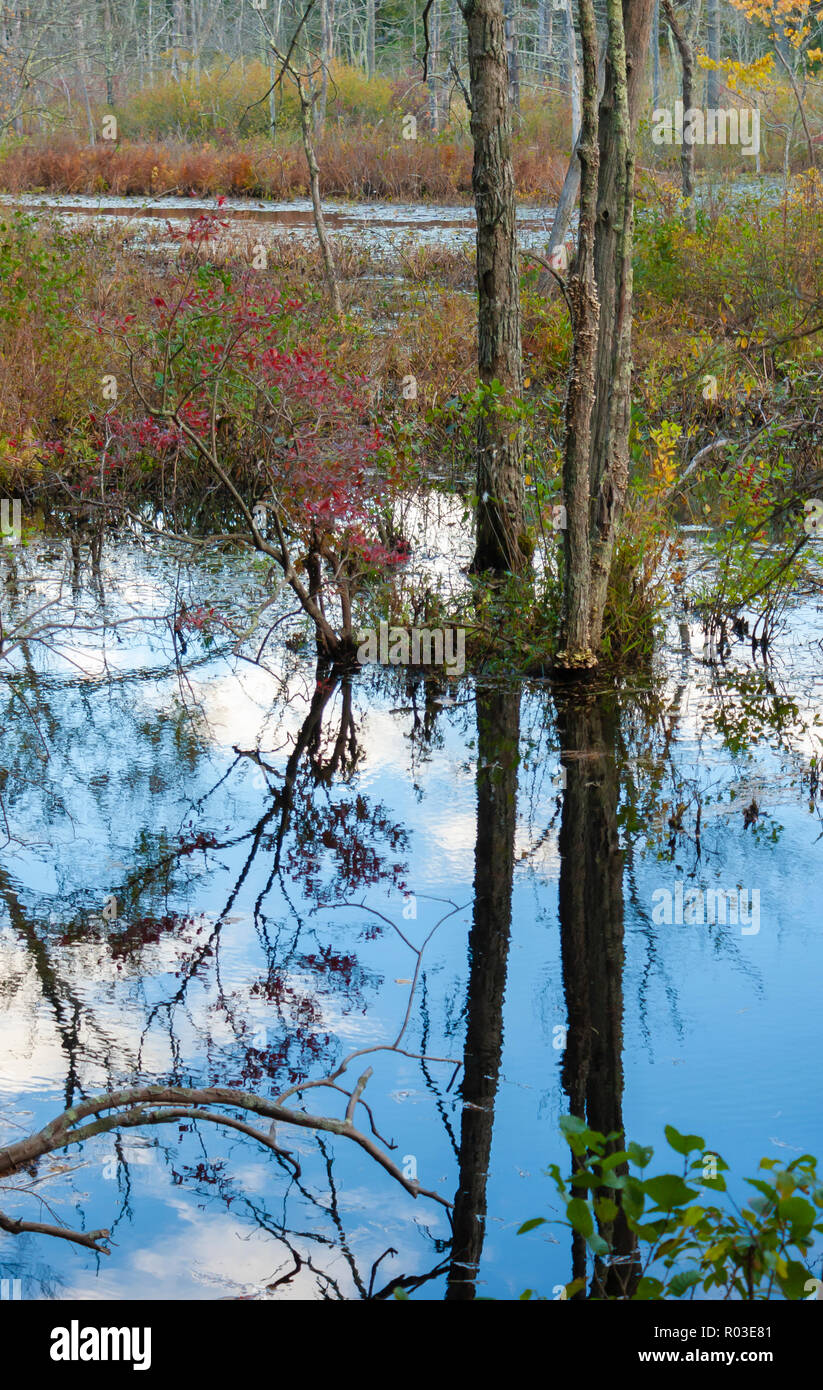 Una palude con alberi sommersa. Lascia cambiare colore in caduta. Massa di Audubon Broadmoor Wildlife Sanctuary, Natick, Massachusetts, STATI UNITI D'AMERICA Foto Stock