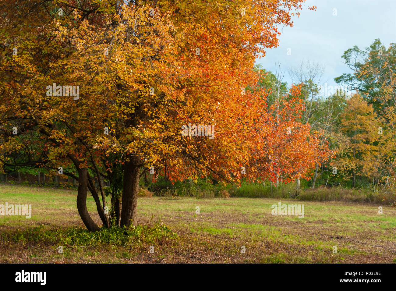 Maple tree cambiando colore in autunno. Autunno nel New England. Massa di Audubon Broadmoor Wildlife Sanctuary, Natick, Massachusetts, STATI UNITI D'AMERICA Foto Stock