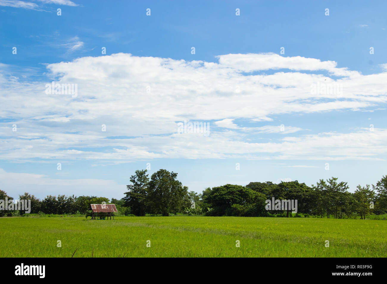 Piccolo capanno sul campo di riso nella provincia di Sukhothai, Thailandia. Foto Stock