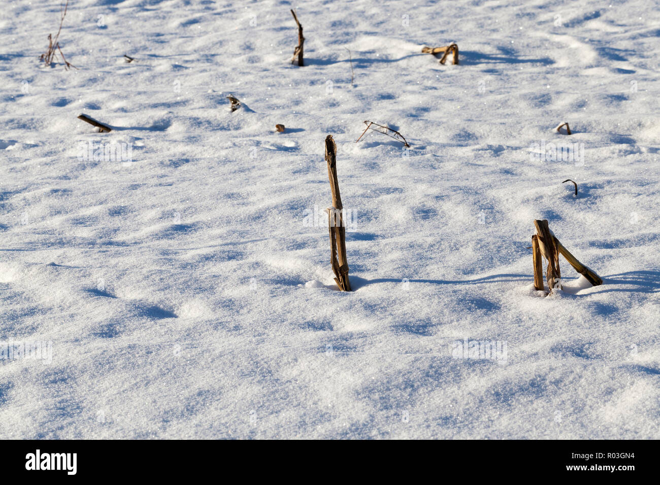 Coperte di neve la terra nel campo, cadute di neve e gelo invernale, stoppia dal granoturco raccolto bastoni fuori attraverso la neve Foto Stock