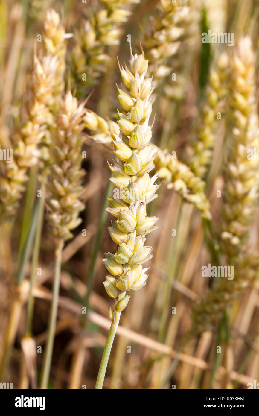 Scarola spikelets grano di colore verde, la foto di una maturazione nuovo raccolto closeup Foto Stock