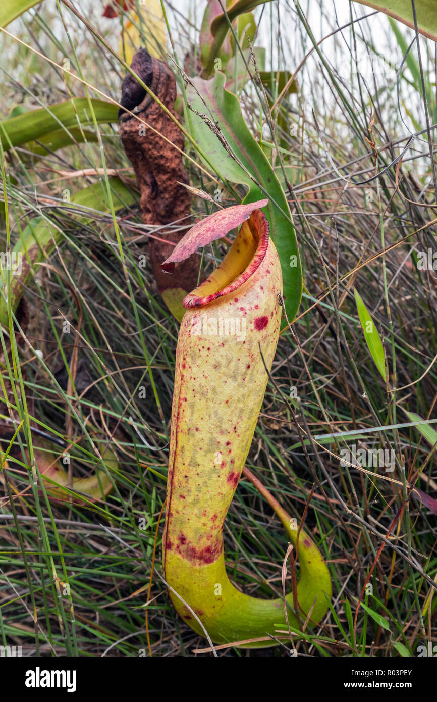 Tropical pianta brocca (Nepenthes bokorensis) noto con certezza solo dal Monte Bokor massiccio in Bokor National Park, Kampot Provincia, Cambogia Foto Stock