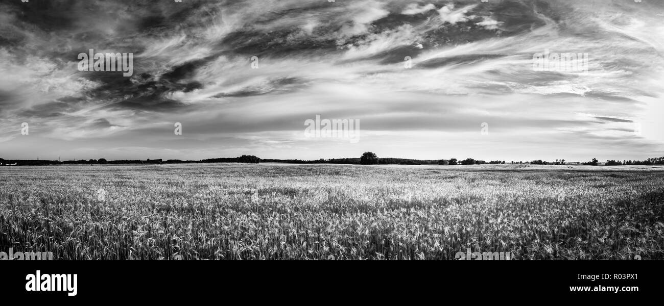 Campo di grano. Spighe di grano dorato vicino. La bellissima natura paesaggio al tramonto. Paesaggio rurale sotto la luce del sole splendente. Sfondo di orecchie di maturazione Foto Stock