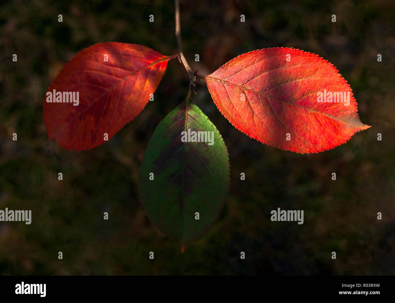 Luminoso evidenzia su tre verde e rosso cinabro, foglie di Mayday Tree (Prunus padus) nella foresta. I colori autunnali, il cambiamento delle stagioni concetto. Foto Stock