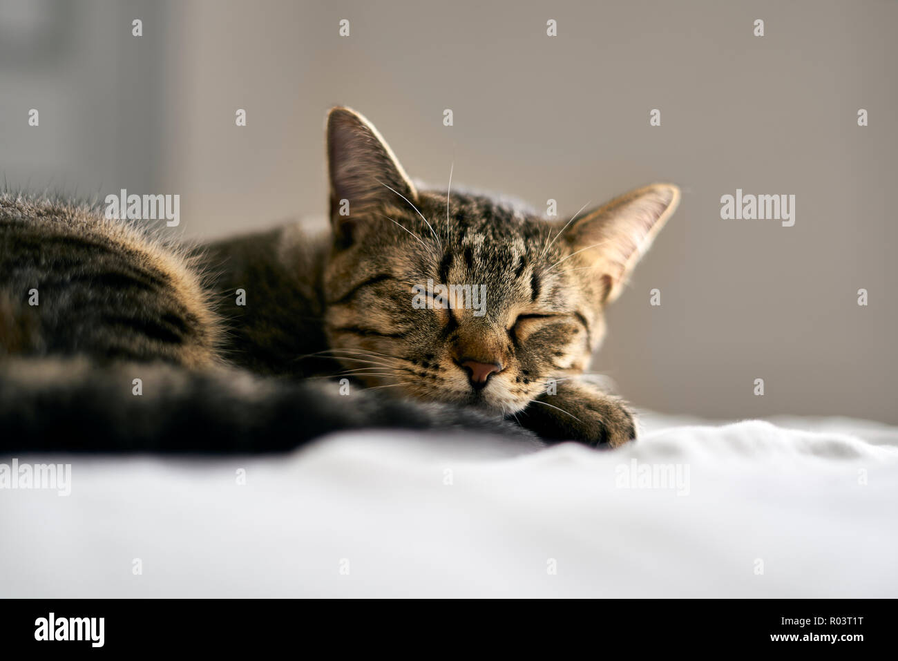 Tabby dormire sul letto Foto Stock